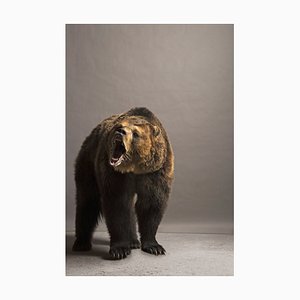 Darryl Estrine, Bear Roaring, Carta fotografica