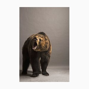 Darryl Estrine, Bear Roaring, Photographic Paper