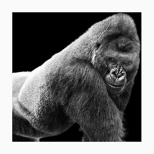 Dean Fikar, Gorille Adulte sur Papier Photographique Noir