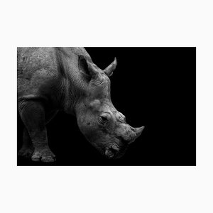 Photographie David Gn, Portrait de Rhinocéros Blanc du Sud Monochrome, Papier Photographique