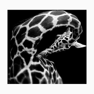 Dominique-Grosse, Girafe, Papier Photographique