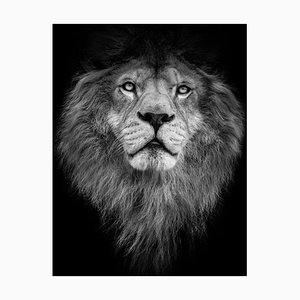 Denisapro, Black and White Lion, Papel fotográfico