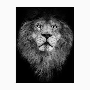 Denisapro, Black and White Lion, Photographic Paper
