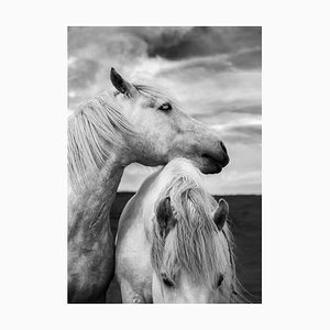 Diane39, Scottish Horses, Photographic Paper