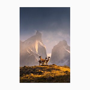 Février, Chili, Patagonie, Parc National Torres Del Paine, Papier Photographique