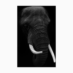 Ethan Bjerke / Eyeem, Close-Up of Elephant Against Black Background, Papier Photographique