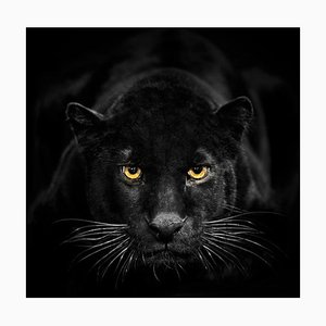 Black Leopard Is Looking to Camera de Ibrahim Suha Derbent, papel fotográfico