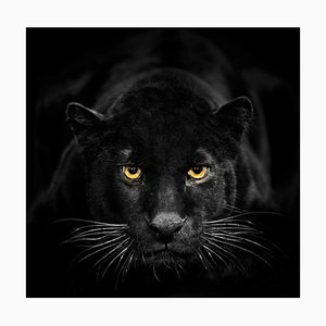 Schwarzer Leopard sucht Kamera von Ibrahim Suha Derbent, Fotopapier