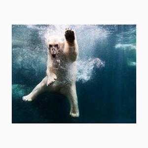 Henrik Sorensen, Polarbear in Water, Fotopapier