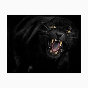 Ibrahim Suha Derbent, Black Leopard Is Roaring, Papier Photographique