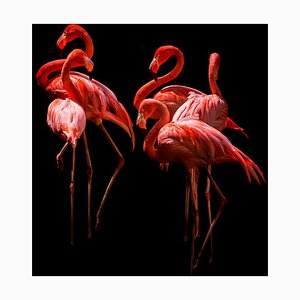 Istvan Kadar, Amerikanische Flamingos (Phoenicopterus Rubber) in Schlafstellung, Fotopapier