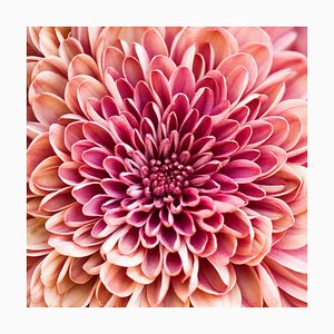 Jody Trappe, Chrysanthemum, Fotopapier