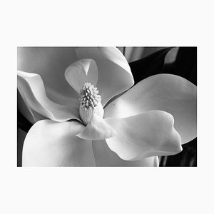 Baryta, Magnolia Grandiflora Flower, Photographic Paper