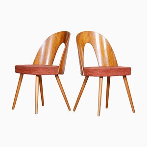 Mid-Century Czechian Chairs by Antonín Šuman, 1950s, Set of 2