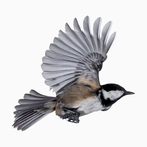 Jose A. Bernat Bacete, Gros Plan de Mésange Tannenmeise (Periparus Ater), en Vol sur un Fond Blanc, Papier Photographique