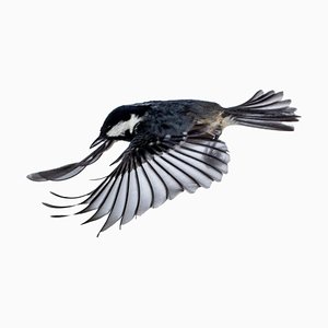 Jose A. Bernat Bacete, Close-Up of Tannenmeise (Periparus Ater) Coal Tit in Flight with Open Wings on a White Background, Photographic Paper