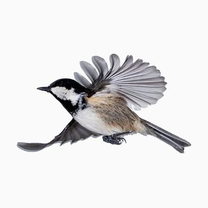 Jose A. Bernat Bacete, Close-Up of Tannenmeise (Periparus Ater) Coal Tit in Flight on a White Background, Photographic Paper