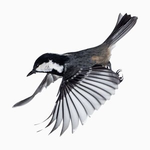 Jose A. Bernat Bacete, Close-Up of Tannenmeise (Periparus Ater) Coal Tit, in Flight on a White Background, Photographic Paper