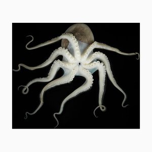 Jonathan Knowles, Octopus on Black Background, Photographic Paper