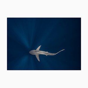 Ken Kiefer 2, Overhead View of Sandbar Shark, Papier Photographique