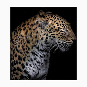 Laurent Dambreville / Eyeem, Close-Up of Cheetah su sfondo nero, carta fotografica