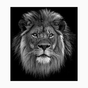 Denisapro, primo piano di leone su sfondo nero, carta fotografica