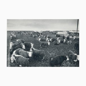 Cows, Texas, 1960s, Black and White Photograph