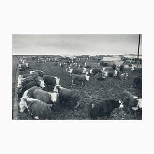 Mucche, Texas, anni '60, fotografia in bianco e nero