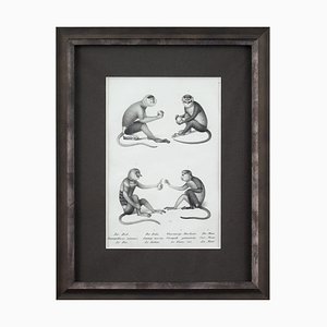 Karl Joseph Brodtmann, Long Tailed Monkeys, 1827, Lithographie, Gerahmt