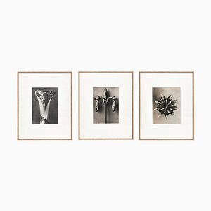 Botanische Fotografien in Schwarz & Weiß von Karl Blossfeldt, 3er Set
