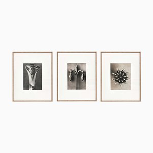 Fotografías botánicas en blanco y negro de Karl Blossfeldt. Juego de 3