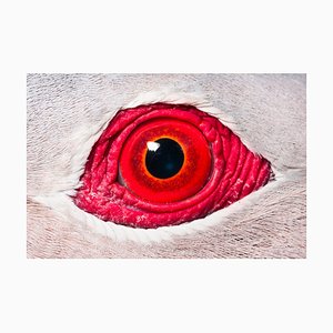 Marc Dozier, Finschs Imperial Pigeon Eye, Photographic Paper