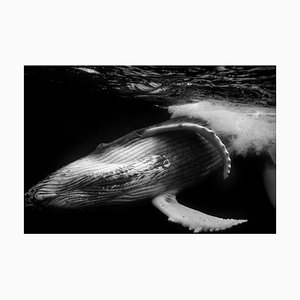 Lindsay_imagery, Close Up of Playful Juvenile Humpback Whale Calf in Black and White, Photographic Paper