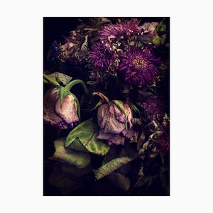 Gros plan de fleurs en décomposition, papier photographique