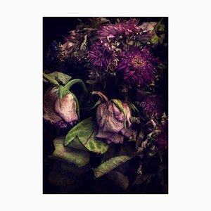 Primo piano di fiori in decomposizione, carta fotografica