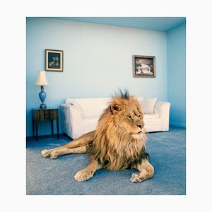 Matthias Clamer, Lion sur Tapis de Salon, Papier Photographique