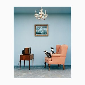 Matthias Clamer, Jackass Penguins on Chair Watching Television, Side View, Photographic Paper