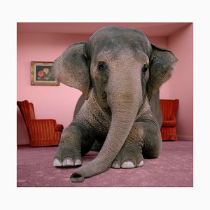 Matthias Clamer, Asiatischer Elefant im Liegen auf Teppich im Wohnzimmer, Fotopapier