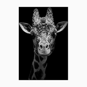 Michelle Jones / Eyeem, Nahaufnahmeporträt der Giraffe gegen schwarzen Hintergrund, Fotopapier