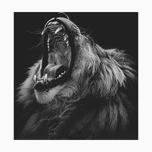 Melanie Delamare / Eyeem, Close-Up of a Lion Against Black Background, Photographic Paper