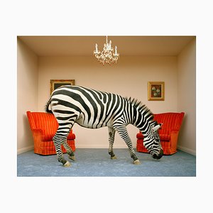 Matthias Clamer, Zebra in Wohnzimmer riechenden Teppich, Seitenansicht, Fotopapier
