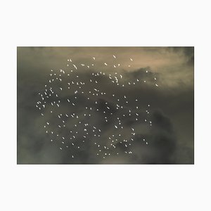 Images Menthe, Starlings Flying Across Overcast Sky, Papier Photographique