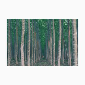 Mint Images, A Plantation of Poplar Trees, Photographic Paper