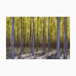 Imágenes de menta, movimiento borroso abstracto de álamos en una granja comercial de árboles, papel fotográfico