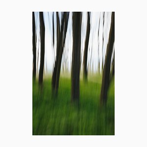 Immagini di menta, movimento astratto di alberi di olmo con tronchi dritti sottili vicino alla spiaggia e all'oceano in lontananza, carta fotografica