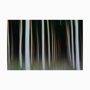 Mint Images, A Plantation of Poplar Trees, Photographic Paper