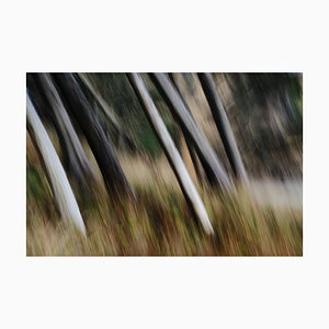 Images Menthe, Troncs d'Arbre, Blanc Droit et Lisse Penché à un Angle, Arcadia Beach State Park, Oregon, Papier Photographique