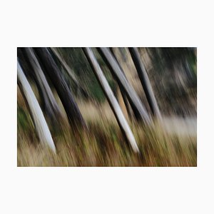 Mint Images, Tree Trunks, White Straight and Smooth Leaning at an Angle, Arcadia Beach State Park, Oregon, Photographic Paper