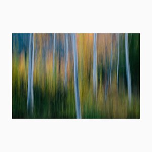 Immagini menta, movimento offuscato, una foresta di alberi Aspen in autunno, tronchi d'albero bianchi, astratto, carta fotografica