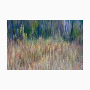 Imágenes de menta, movimiento borroso, un bosque de álamos en otoño, troncos blancos rectos, papel fotográfico